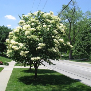 Сирень амурская (трескун амурский) (Syrínga amurensis)